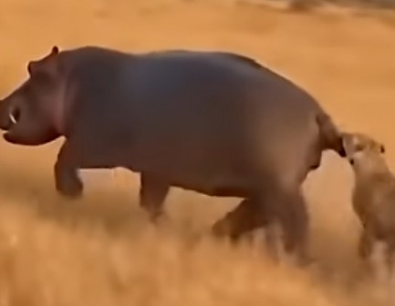 A Wildlife Analogy of Draco-T Speak